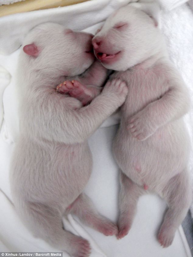 Newborn Polar Bear twins.🤍🩷