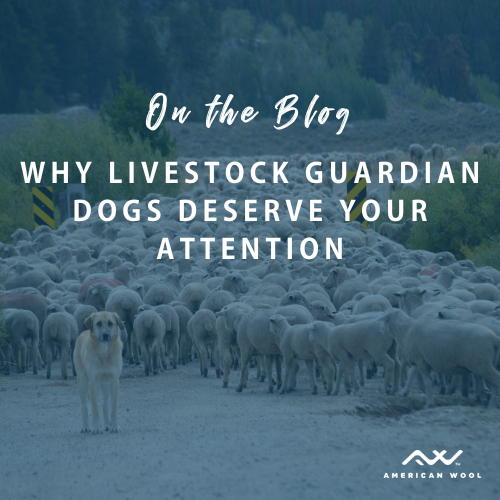 When most people think of a flock, they just think of sheep. But if you look closely, you’ll spot a few large white-coated canines positioned calmly at the center. Learn why livestock guardian dogs deserve your attention: americanwool.org/livestock-guar… #experiencewool