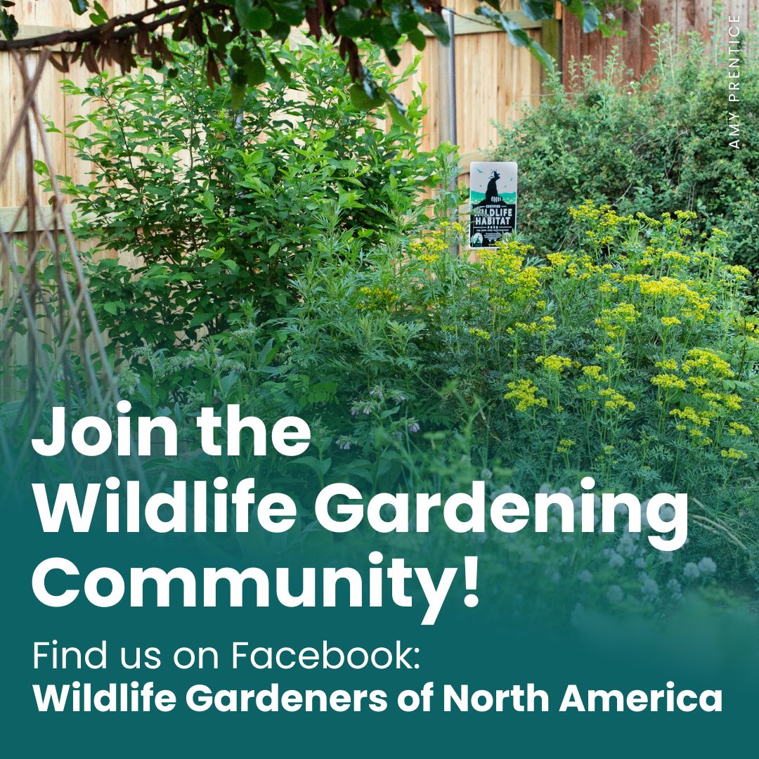 Want to connect with other wildlife gardeners? 🌱 Our new Facebook group is for anyone passionate about creating wildlife and pollinator gardens that support a healthy planet. 🌎 Join us! facebook.com/groups/4321233… 🐝 🐛 🐦