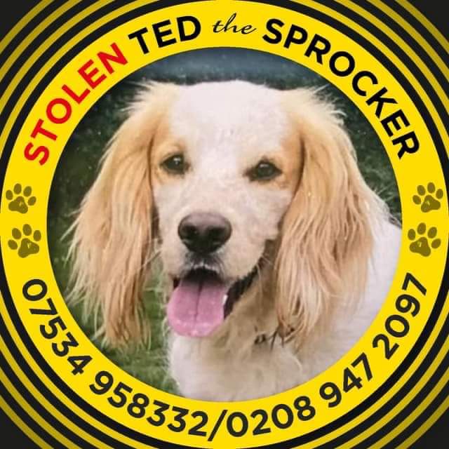 ThiscSunday at 8-9pm is the start of #stolendoghour Please join us ❤ An hour we all dedicate to stolen dogs like Ted to help bring them home 🙏