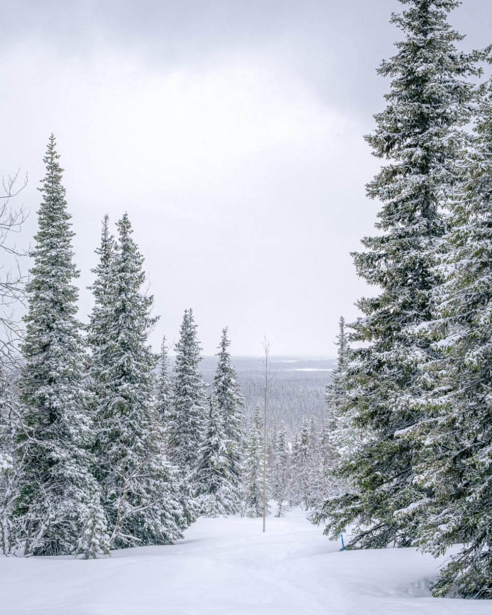 dennyvdvaart's tweet image. Winter Wonderland - Ylläsjärvi 🇫🇮

#yllas #yllasjarvi #lapland #finland #sneeuw #snow #forest #landscape #reizen #travel #travelphotography #fotografie #photography #fotovandedag #picoftheday #photographylovers #shotonsony #zoomnl