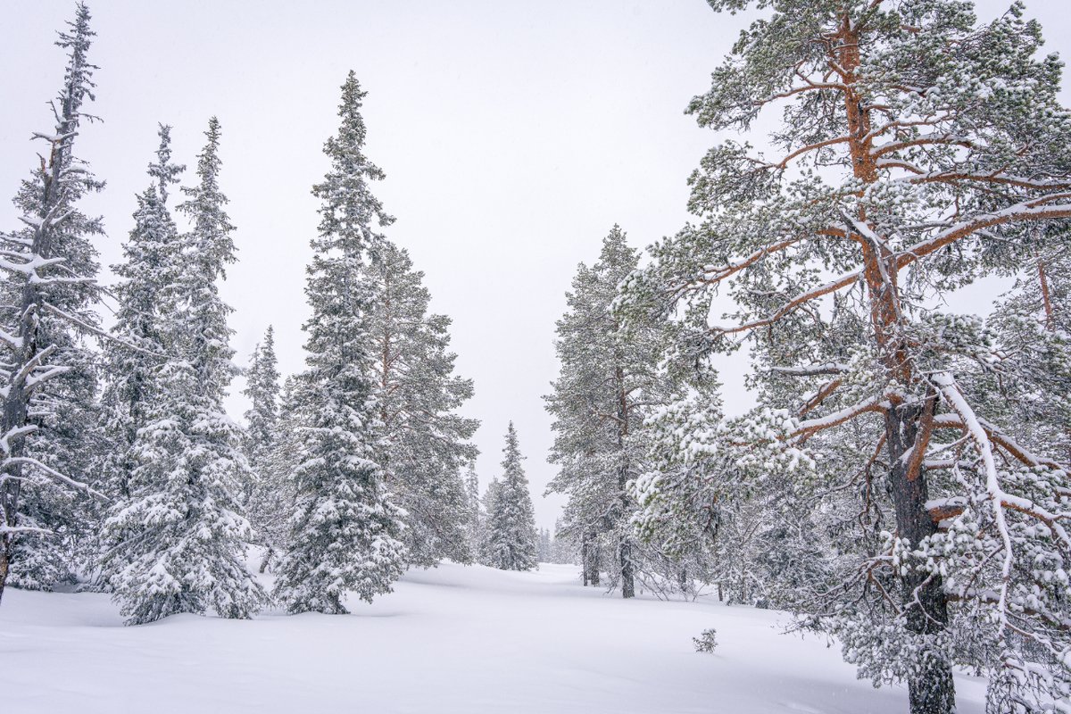 Winter Wonderland - Ylläsjärvi 🇫🇮

#yllas #yllasjarvi #lapland #finland #sneeuw #snow #forest #landscape #reizen #travel #travelphotography #fotografie #photography #fotovandedag #picoftheday #photographylovers #shotonsony #zoomnl