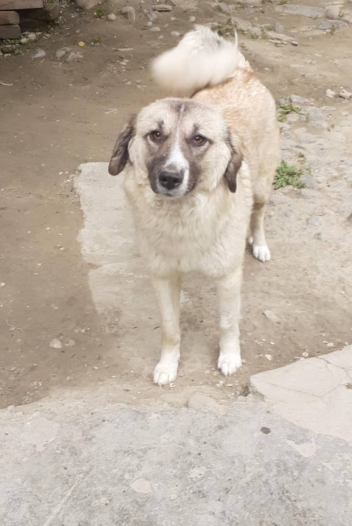 #FiveDollarFriday #FacesofKSAR Meet Levi who will join this June’s massive ✈️ of 3️⃣0️⃣0️⃣ 🐶and 🐱 to their fur-ever 🏠 in the 🇺🇸. $5 can help give Levi and friends a home of their own. bit.ly/KabulDonations
