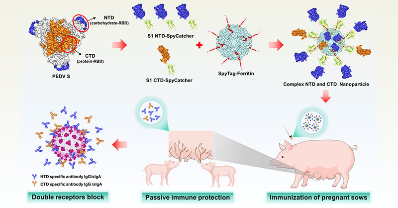 A combination of S1-NTD and S1-CTD self-assembled #nanoparticle antigens targeting double receptor- binding domains enhances the efficacy of #nanovaccine against #porcineepidemicdiarrheavirus (PEDV). Read more here: go.acs.org/9ij