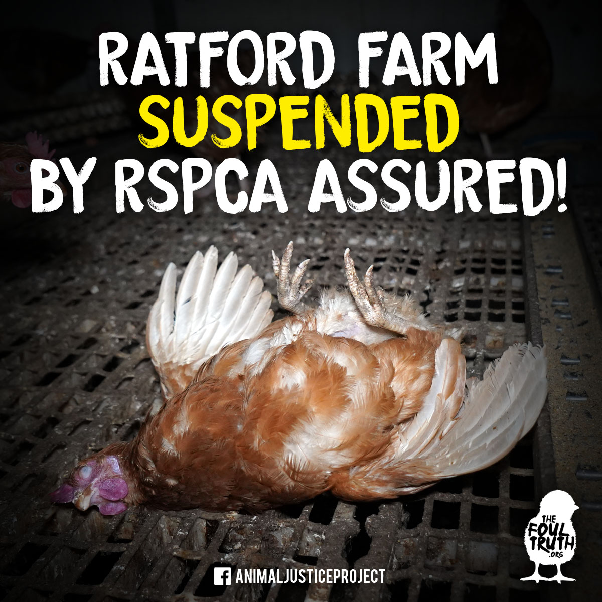 ajpReact's tweet photo. ❗ Scott Bailey, one of the Directors for the British Free Range Egg Producers Association, has been suspended by @RSPCAAssured following our investigation.
No hen is safe on an egg farm, not even one ran by a #BFREPA Director!
#CageFreeIsntCrueltyFree #TheFoulTruth #Rotten https://t.co/SIWc2aCrvA