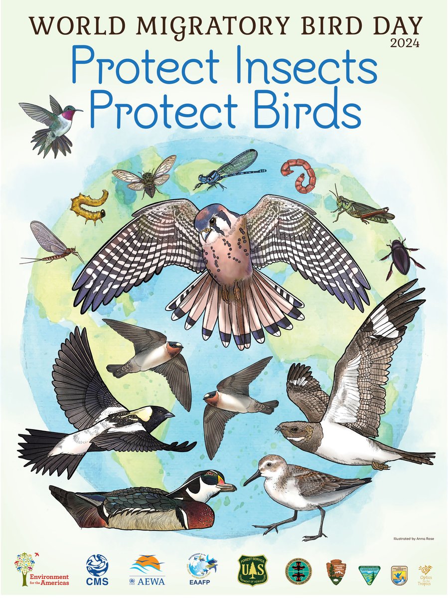 Happy World Migratory Bird Day! Help protect birds by protecting insects! Planting insect friendly gardens and not raking leaves are great steps you can take at home. Go one step further and make sure your windows are bird friendly: flap.org/stop-birds-fro…