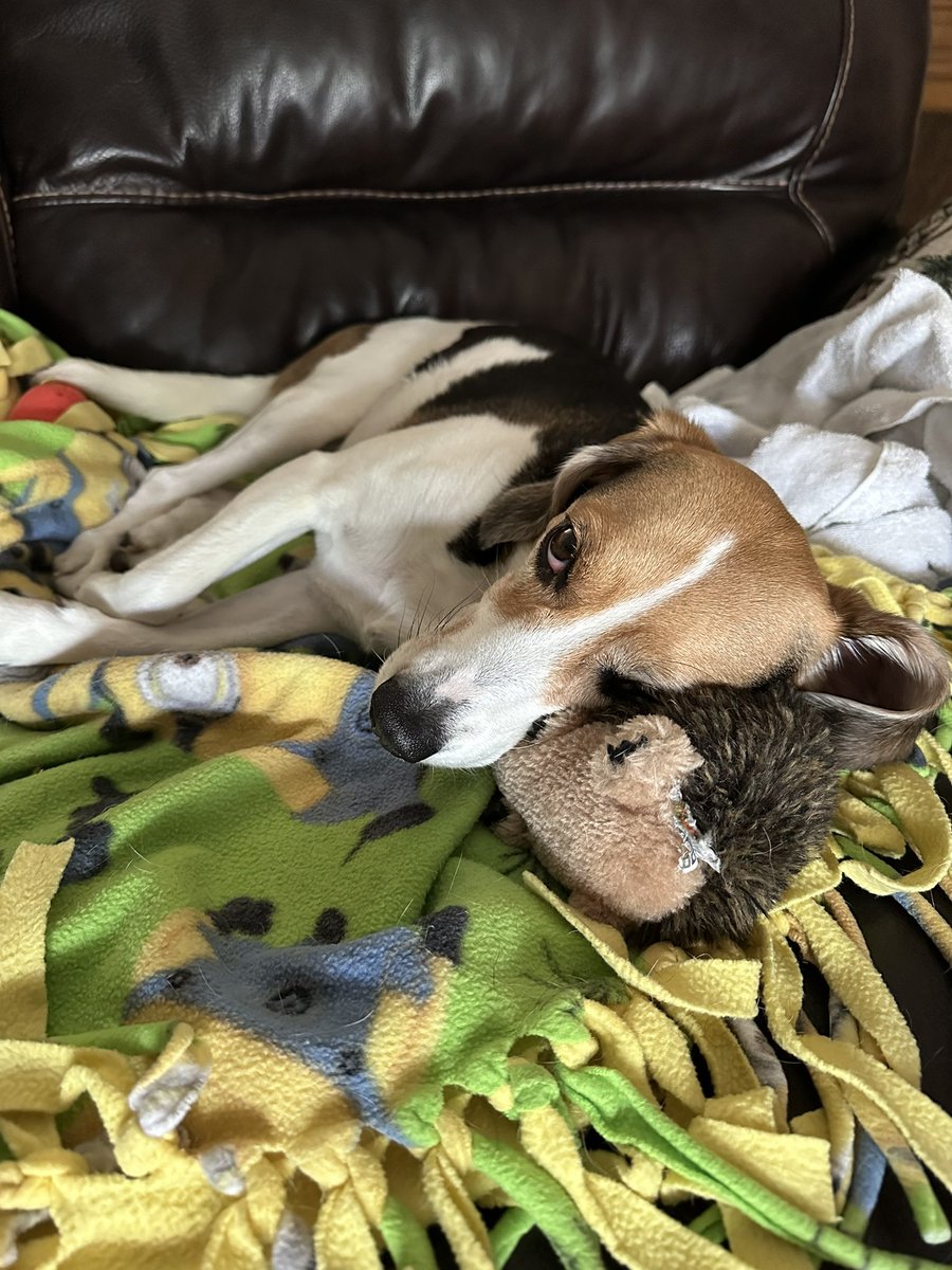 Why, yes - I use a hedgehog as a pillow. Doesn’t everyone?