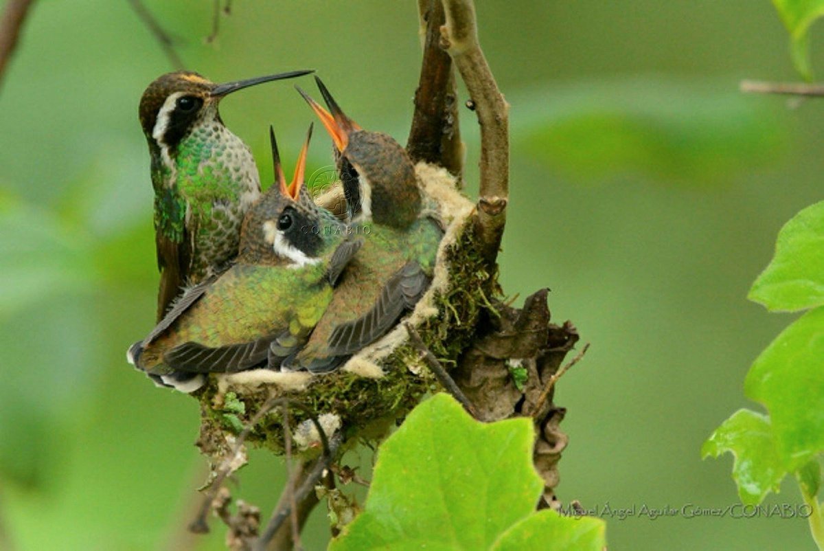 🐢🦉🐇 Feliz día de las madres 🐋🐍🕊️ Feliz día a todas las mamás que habitan nuestros ecosistemas. biodiversidad.gob.mx