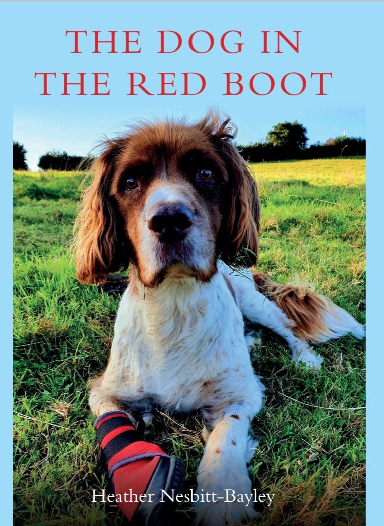 Heather in turn would have done anything to save his life when a tumour on his paw led to him becoming known as 'The Dog in the Red Boot''

 #ForHarry #BookLaunch #ExcitingTimes #thedogintheredboot #PreOrderNow #NewBookRelease #ExcitingTimesAhead 🐶❤️