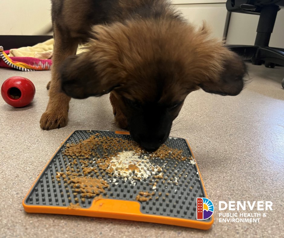 .@DASanimals has upped the enriching activities dogs 🐶 receive daily. Volunteers now provide pups frisbees, muffin tins, lick mats filled w/peanut butter & other treats. This enrichment helps dogs stay mentally & physically healthy. Donate at bit.ly/3JBq68Z