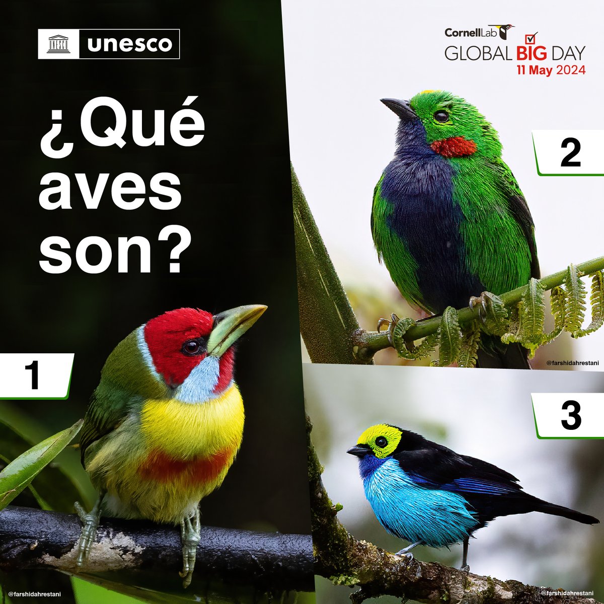 UNESCOperu's tweet image. #Trivia | 🧐Pon a prueba tu conocimiento y coméntanos cuál crees que es el nombre de cada ave de la foto.
📌No te pierdas mañana el #GlobalBigDay y vive esta experiencia única en tu ciudad.
✅Esta actividad es realizada con el apoyo del #ProyectoAmazonía de la #UNESCO.
