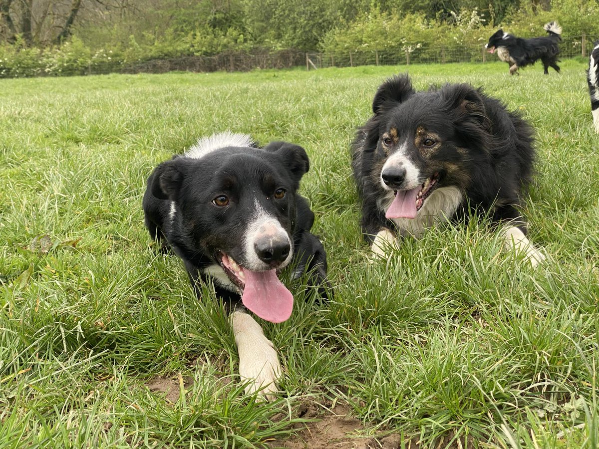 🖤AVAILABLE FOR ADOPTION🖤 HENRY (red collar in photo) is a kind and gentle boy. He's a little nervous to start with. His lead walking is progressing. He's just under 2 years old. If you might like to adopt our lovely boy please send us a private message 🙏🖤