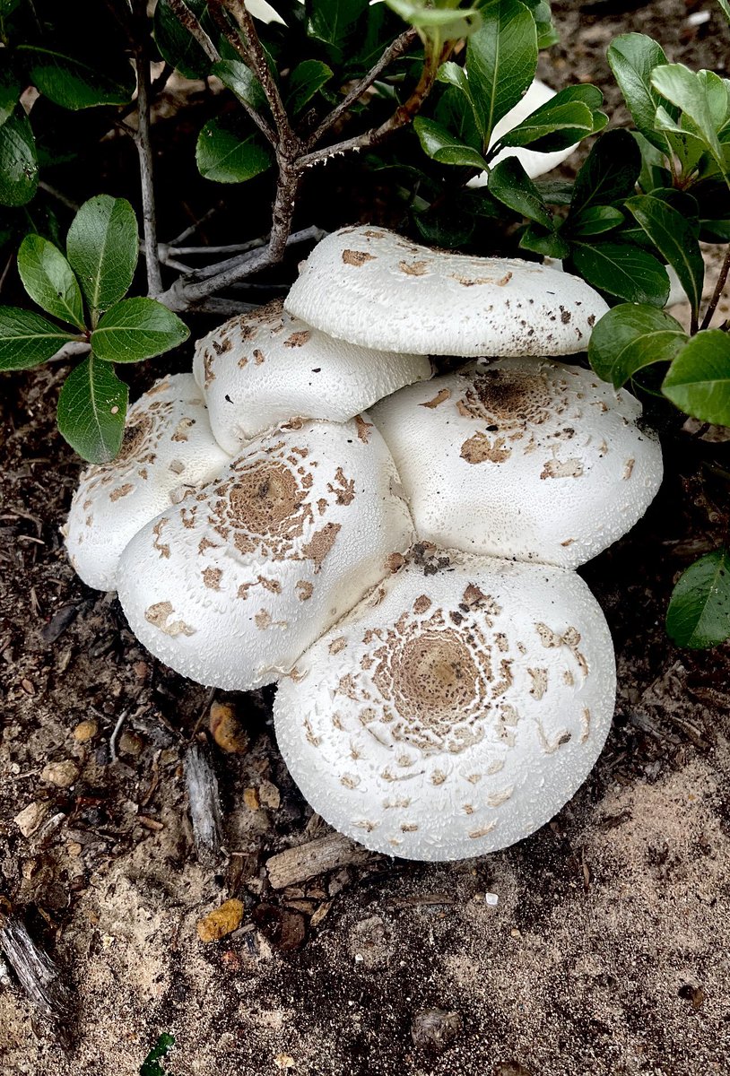 Fungi Friday Looks like some biscuits 🤪