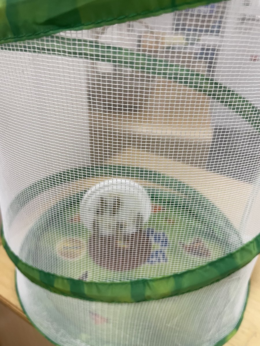 Lake Park FCS (@lphsfcs) on Twitter photo Butterfly release day! Preschoolers observed the metamorphosis of our class caterpillars. We also celebrated officer Schwytzer <a href="/RosellePolice/">Roselle Police</a> on his 15 years of service! It's a great day to be a Lancer! #WeAreLakePark #SayYEStoFCs Butterfly release day! Preschoolers observed the metamorphosis of our class caterpillars. We also celebrated officer Schwytzer <a href="/RosellePolice/">Roselle Police</a> on his 15 years of service! It's a great day to be a Lancer! #WeAreLakePark #SayYEStoFCs