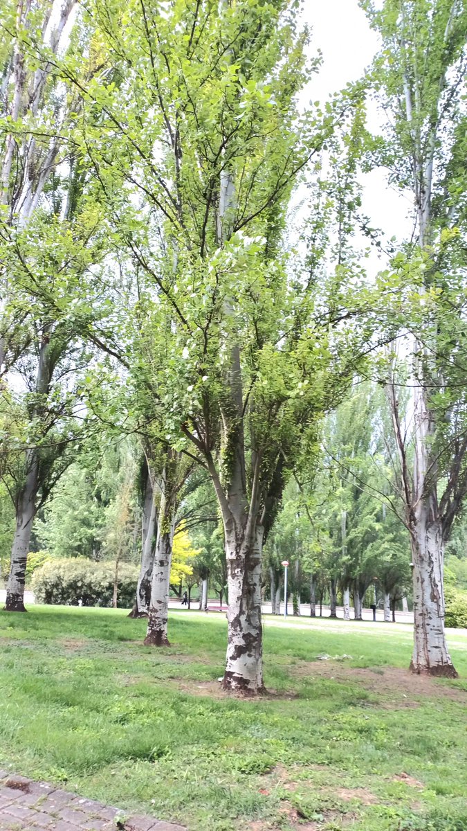 AnaMaraNicols2's tweet photo. Black poplar trees by the river Ebro

Álamos junto al Ebro

#primavera #alamos #chopos #poplartree #pelusas  #vilanos thistledown
#LaRioja #naturaleza #nature
#naturelovers #NatureBeauty #NaturePhotography https://t.co/8VycpvwXHK