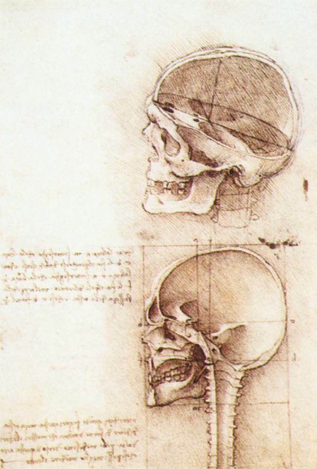 Studies of human skull wikiart.org/en/leonardo-da…