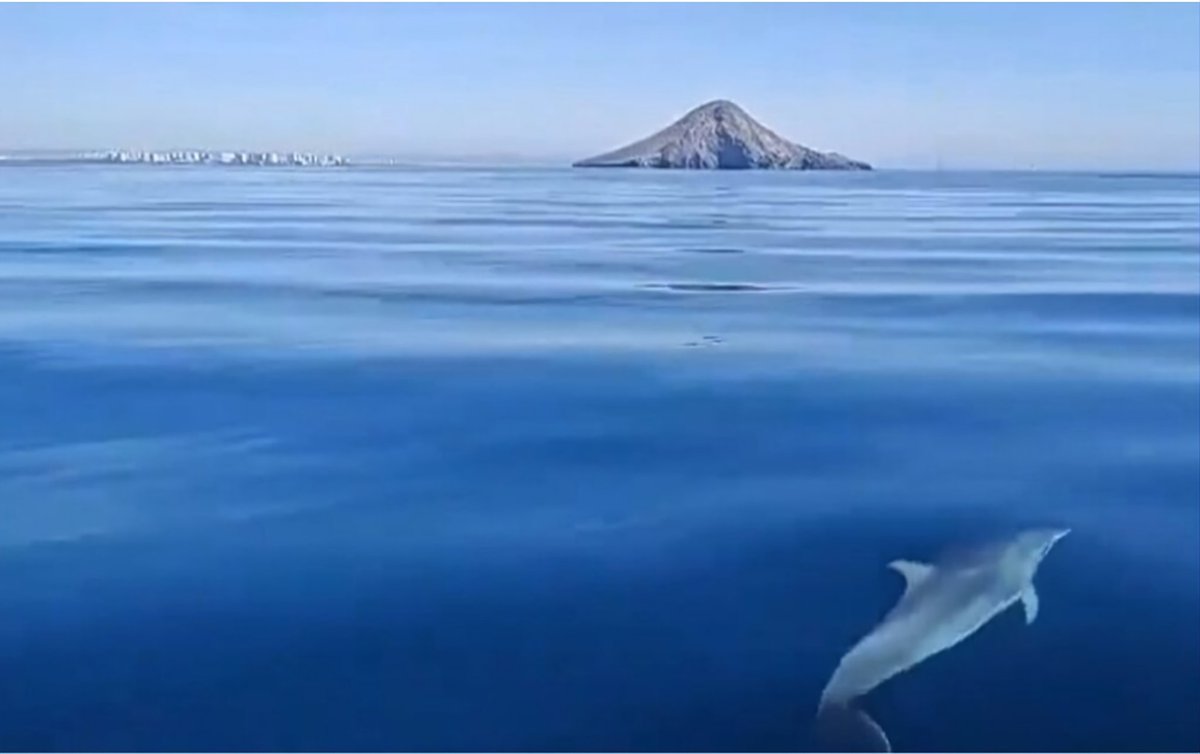 En cada paseo por la naturaleza, uno encuentra mucho más de lo que andaba buscando.🪸❤️🪼🐚🐬

Delfín mular en #islagrosa, nuestros tesoros.
 #lamangadelmarmenor #sanjavier #regiondemurcia #costacalida 
#ecoturismo #ecoturism #soyecoturista #islagrosa #medionatural #Mediterraneo