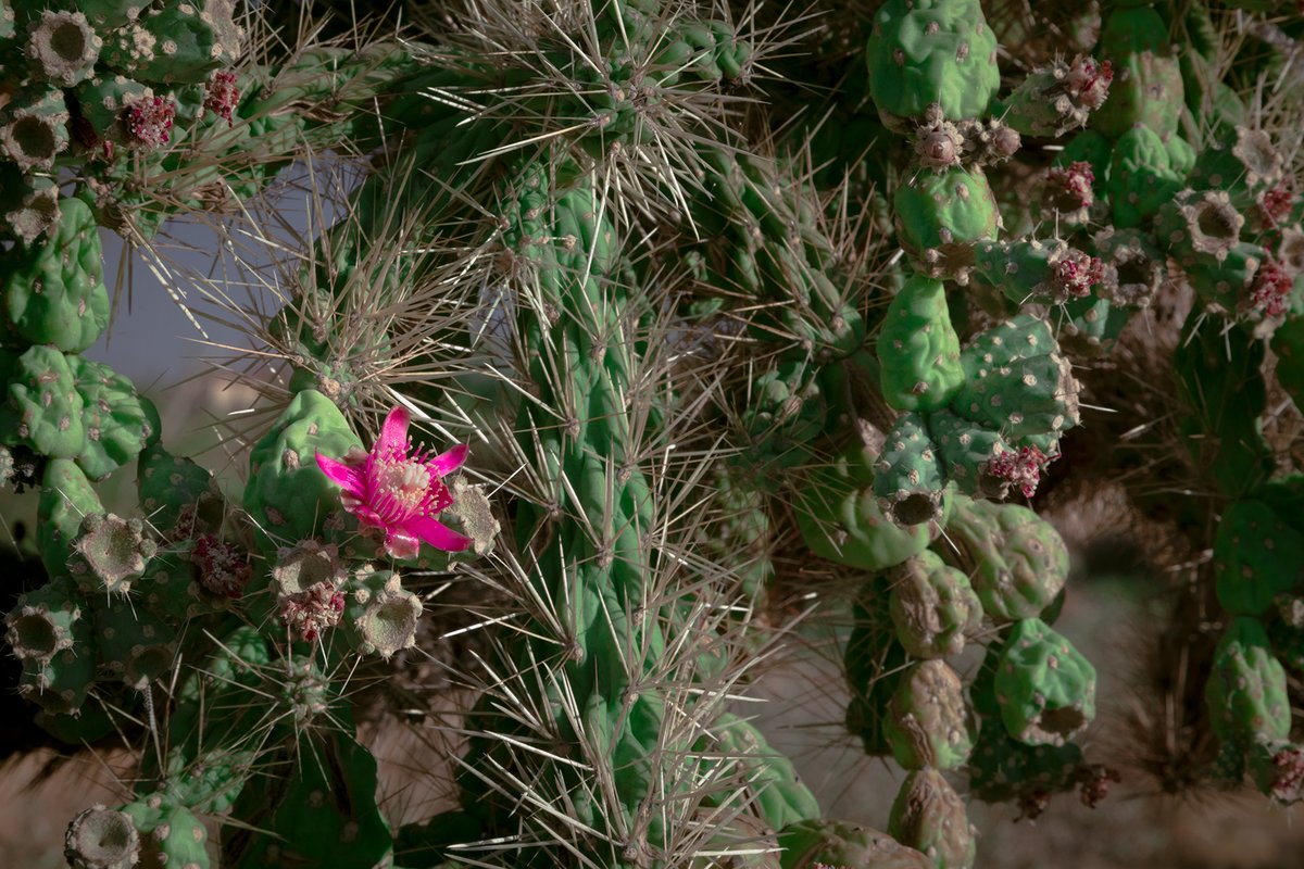 AZStateParks's tweet photo. Happy National #Cactus Day! 🌵 Our state's diverse plant communities wouldn't be the same without cactus! https://t.co/9Qz8VtY1fq https://t.co/Y8VjD2tpDd