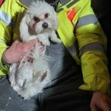 🆘9 MAY 2024 #Lost SISI #ScanMe
YOUNG White Maltese Bichon #PUPPY Female
Formby Avenue #Stanmore #GreaterLondon #London #HA7
doglost.co.uk/dog-blog.php?d…