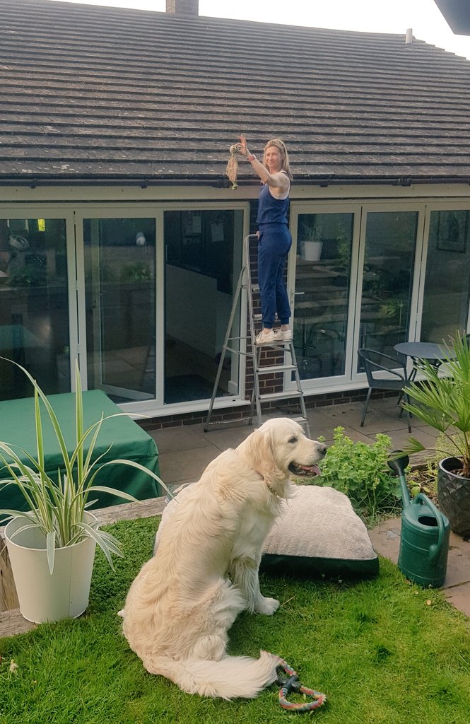 Hello friends. Please call the authorities. My IDIOT owner @JohnNicholRAF (a bottle of Chablis down) has been playing with me in the garden. But he managed to throw my fave toy on the roof! My @SuzannahNichol has rescued it. I love her SO much more than him!