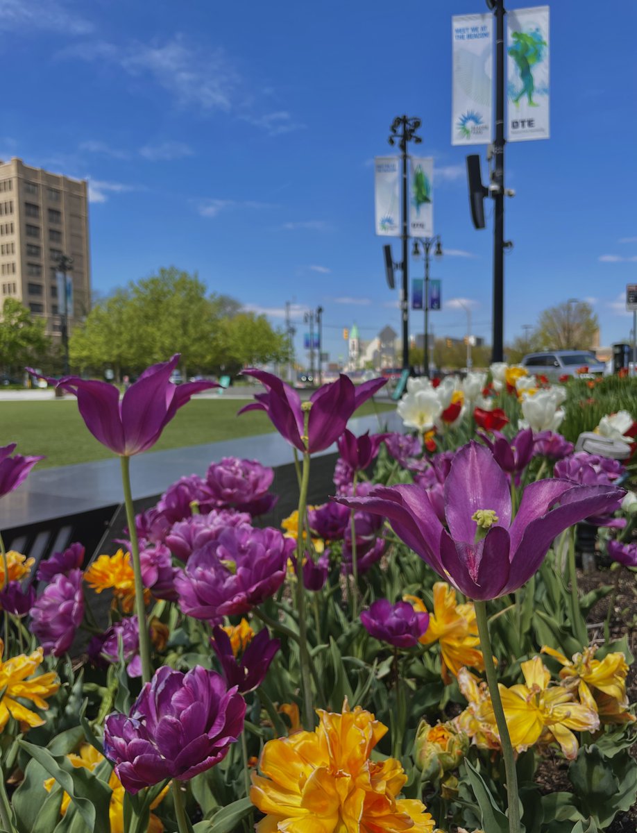 Take in the sights of #DowntownDetroit and explore the #BeaconParkDetroit garden during #NationalPublicGardensWeek! 🌷🌸🌼 Our expertly nurtured flowers are in full bloom and are ready for their close-up. 📸

#DTE #DetroitMI @DowntownDet