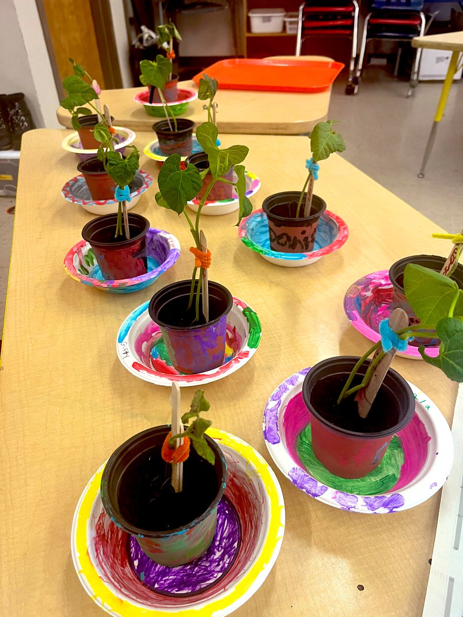 Our bean plants!!! 🌱