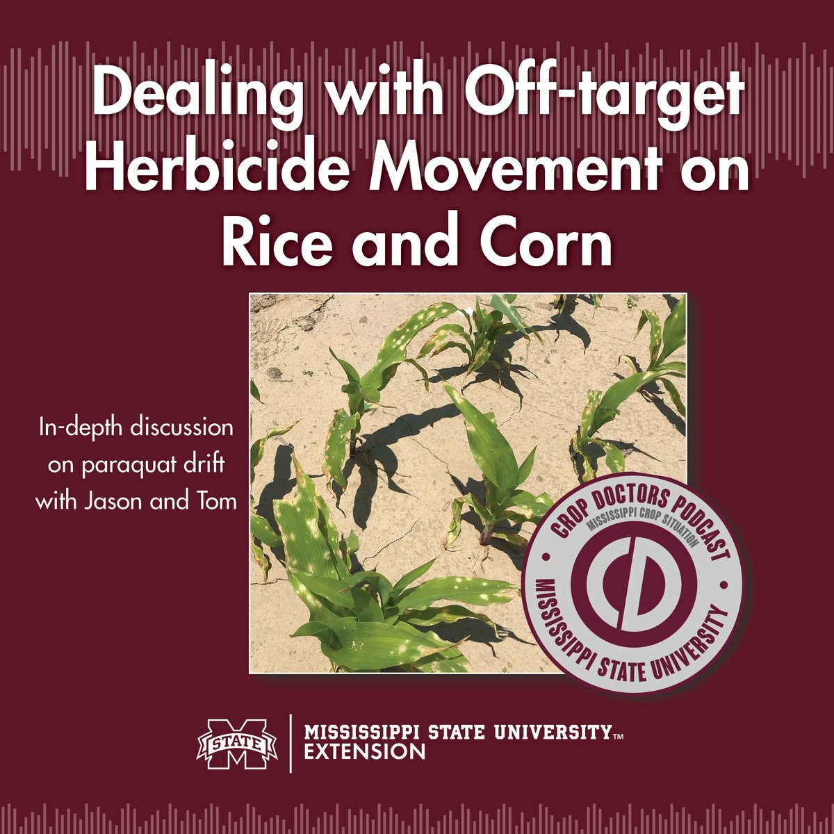 Our hosts Jason and Tom address crop management decisions following cases of off-target movement of paraquat in corn and rice. 

Listen here: extension.msstate.edu/shows/mississi…

#onlyatdrec #MSUext #mscrops