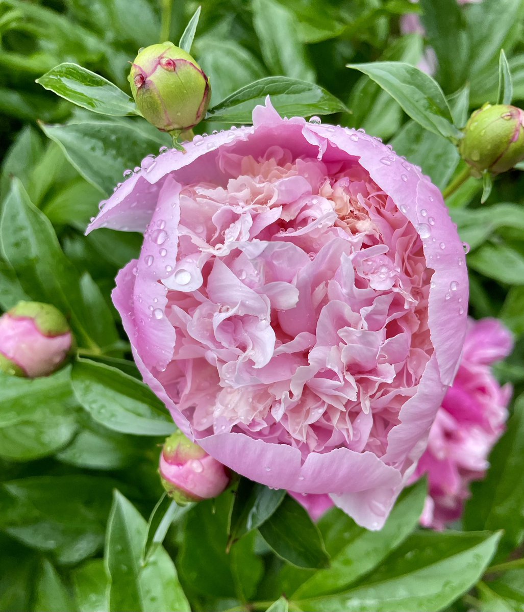 It’s been gloomy, non-stop rain all week in DC. But the fringe benefit is this: raindrops sparkling on a perfect peony, spotted on my morning walk today