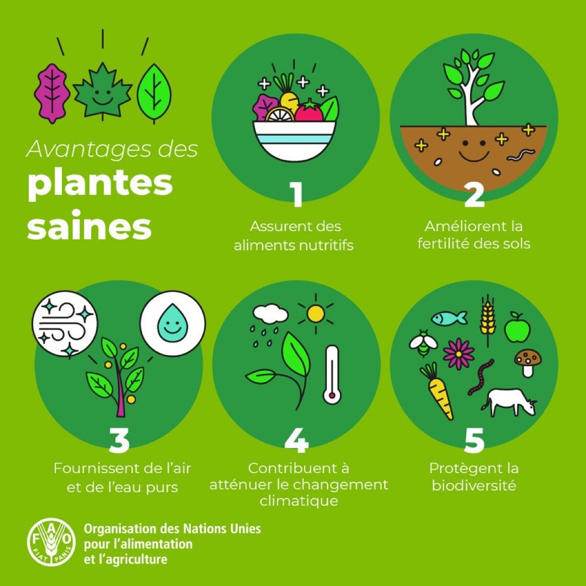🌱 Les plantes c'est la vie – elles fournissent 98 pour cent de l'oxygène que nous respirons et 80 pour cent des aliments que nous mangeons. Plus avec la @faoenfrancais en ce dimanche, #JournéeDeLaSantéDesVégétaux. fao.org/plant-health-d…