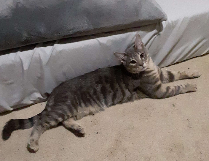 I know this is a MASSIVE longshot, but please.. can ANYONE in the Atlanta area take in this boy? I'll do anything for him not to be just left in the wilderness (which will be happening by Sunday) he is such a sweet cat.. he just needs fixed. I'm sorry for all this.. but please.
