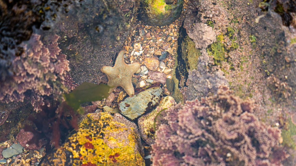 The forecast is looking great for our Rockpool Safari this Sunday at Mount Batten Beach! ☀️ Discover some seriously cool marine critters living right here on our doorstep, with help from our Ocean Discovery Rangers, who are all pro-rockpoolers! 🦀 bit.ly/3M7bsZk