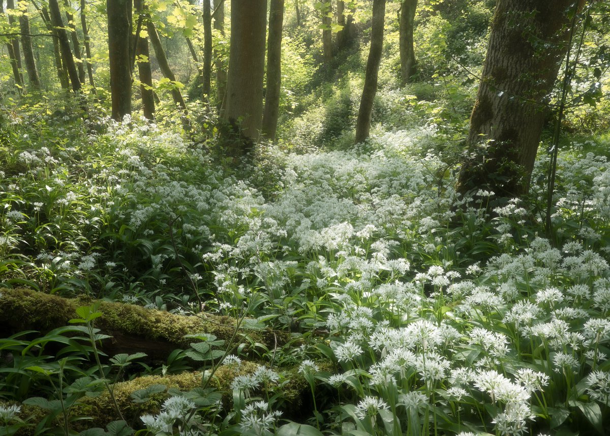I'm not much of a woodland photographer, but I didn't half enjoy wandering around surrounded by bluebells and wild garlic 😍