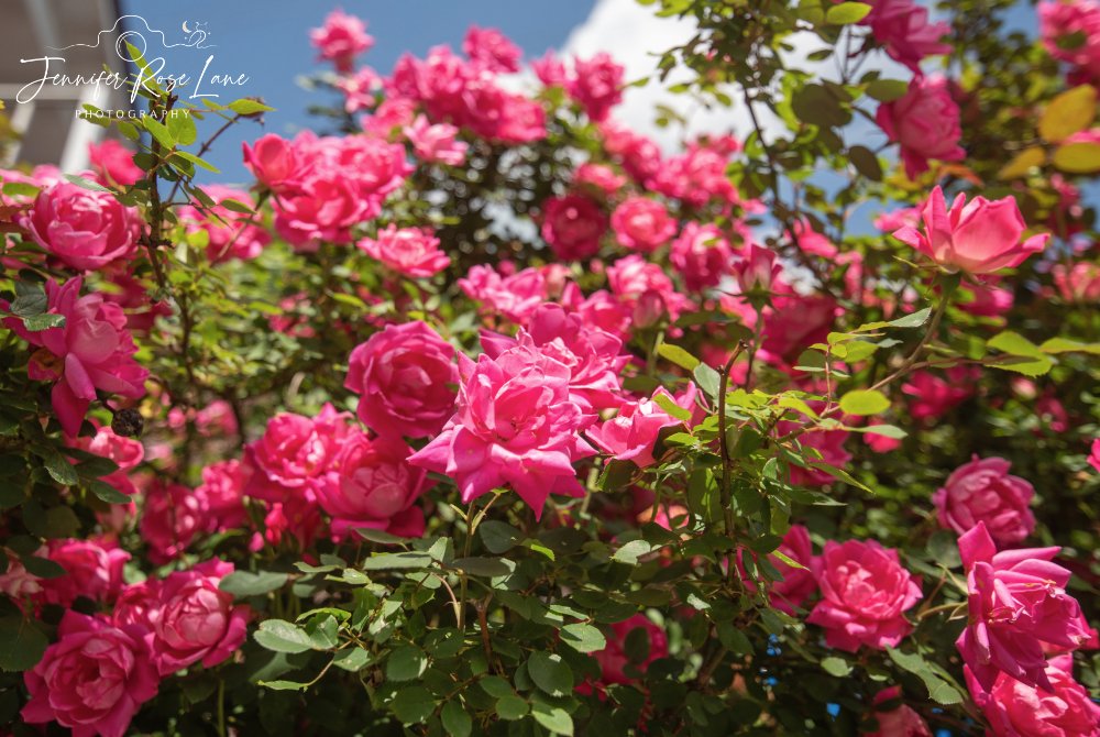 Knock Out Roses 🩷 #gardens #roses #spring @ThePhotoHour @SpencerWeather @JoshFitzWx