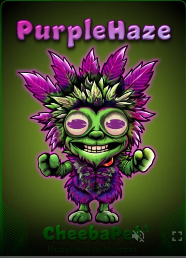 _TheSubie_'s tweet image. #Cheebapet