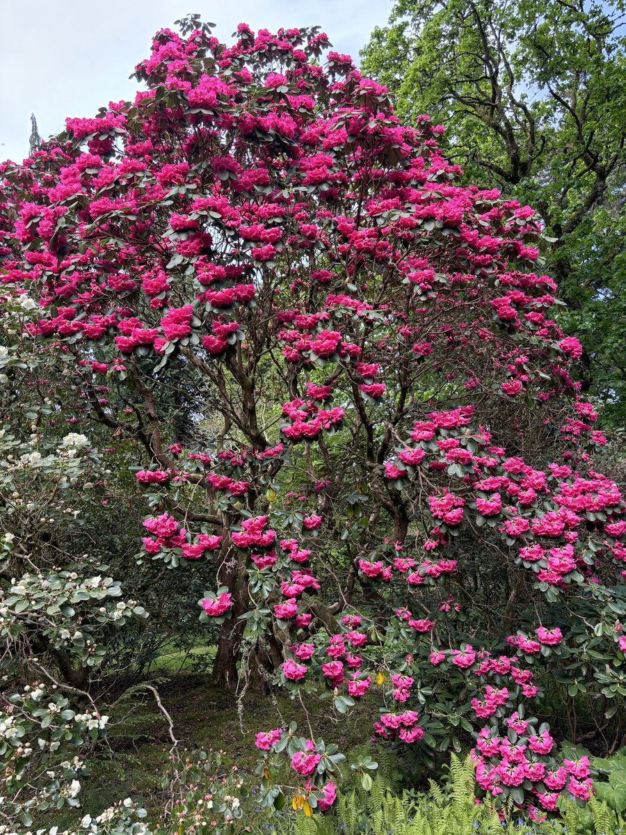 Our collection is looking stunning, full of spring colour.

The only hiccup is due to a WiFi connectivity issue we are unable to take card payments this weekend.

We’re very sorry for any inconvenience caused and hope to resolve this issue shortly.