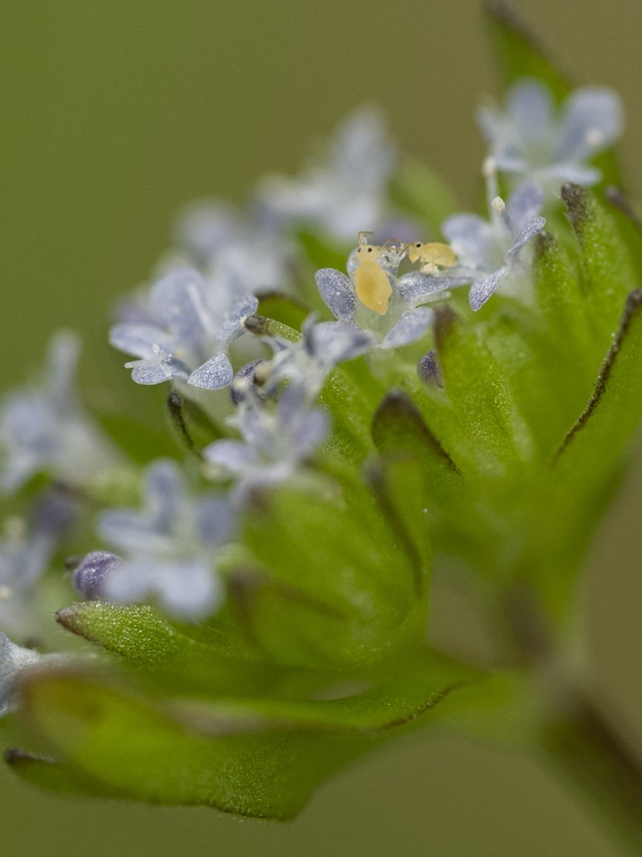 The springtails are at it again #Togtweeter #ThePhotoHour #snapyourworld #insects #flies #pollinators #flowers #plants #macro #NaturePhotography #macrophotography #springtail