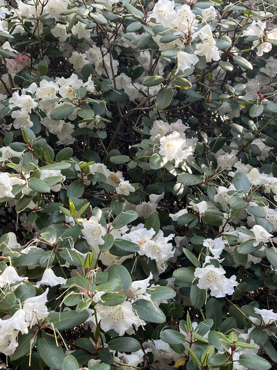 Exbury Gardens & Steam Railway tweet media