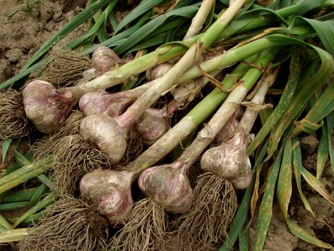 How does garlic grow? Here is a concise primer on growing garlic that covers varieties, how and when to plant, pest prevention, and harvesting and storage. Do you grow garlic? Do have a favorite variety? When are scapes ready where you live? motherearthnews.com/organic-garden…