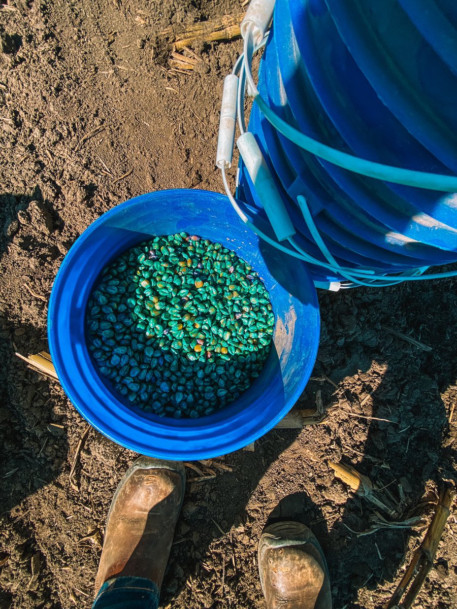 Happy Friday Folks!🌽
Seeded our first corn plot in the Ponoka area today in partner with <a href="/cashchem/">CashChem Ltd.</a> 
Thanks to our new plot grower as well for planting this trial for us! #plant24 #teamBayer