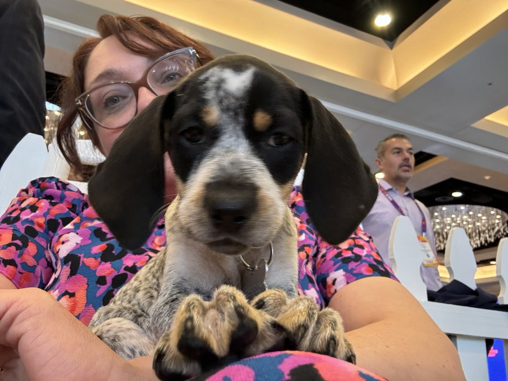 LucyThorntonNP's tweet photo. Puppy play at #AACE2024 
One of the many highlights so far! https://t.co/DLiUwV9YFJ