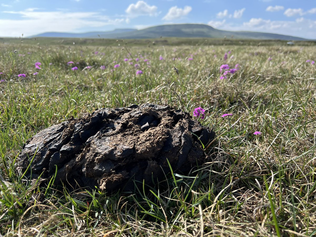 This is not just a poo with a view - IT’S NESTLED AMONGST VERY RARE WILDFLOWERS & IT CONTAINS DUNG BEETLES!!! #DoesntGetBetterThanThis on the Yorkshire #dungathon spreading the #DungBeetle love 🐄🐏💩🪲❤️