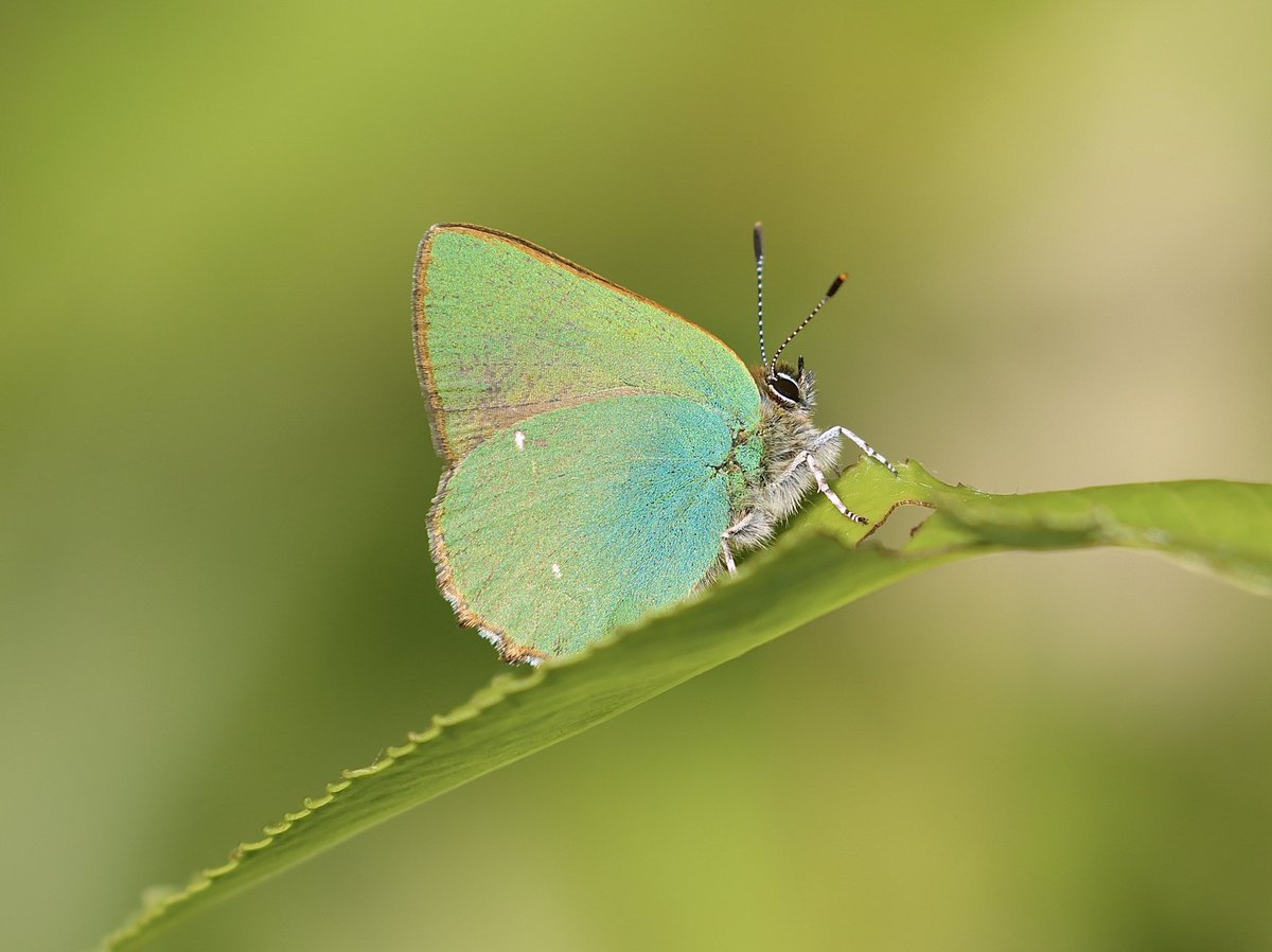 One of five Green Hairstreak on the local patch in Cholsey, Oxfordshire enjoying this much needed warmth. @UpperThamesBC @savebutterflies @NatureUK @iNatureUK @