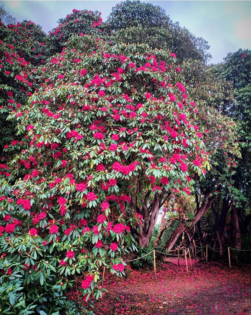 Did you know the collection of rhododendrons at Sheringham Park are of national importance? Set amongst Scots pines you can climb to the top of the viewing towers to admire them from above and see all the way to the sea. 📷Olivia Ivens, Rob Coleman, hjean84