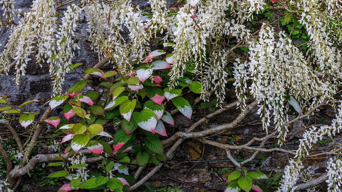 Here's a combination of Wisteria sinensis alba & Actinidia kolomikta (variegated-leaf hardy kiwi) in the Upper Walled Garden. The Wisteria Sinensis is coming into full bloom but the Wisteria arch, alongside the sunken garden, hasn't started flowering just yet.