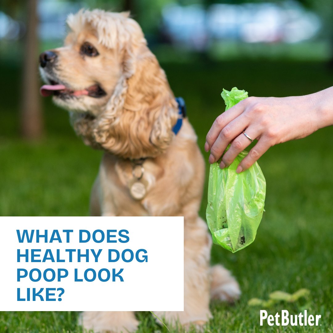 PetButler's tweet image. Curious about your dog's poop health? Dive into our blog 'What Does Healthy Dog Poop Look Like?' From consistency to color cues, we've got the lowdown on what's normal &amp;amp; what's not. It's the must-read guide for every pet parent! bit.ly/3UDZ46T