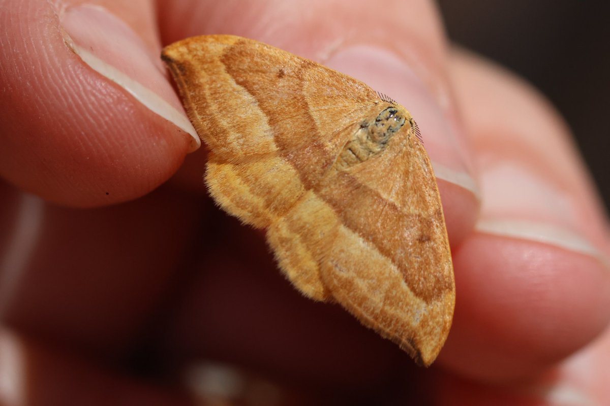 Just heard from David Brown, my CMR, regarding my Barred Hook-tip. He says it’s the first record he knows of from Sutton Coldfield, though the moth is being recorded more frequently from N Warks. @pmandrews1973 @BCWarwickshire