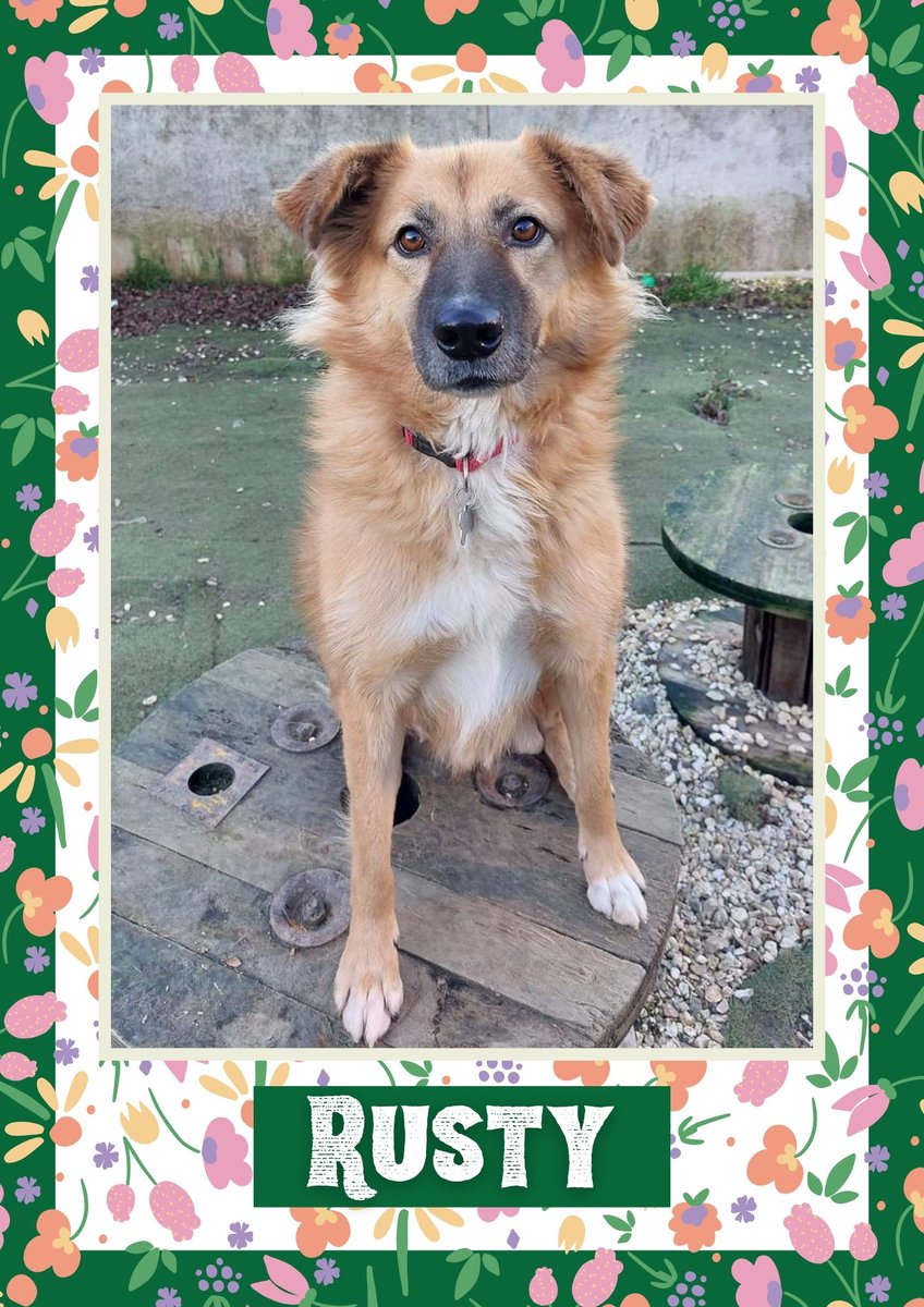 Rusty would like you to retweet him so the people who are searching for their perfect match might just find him 💚🙏 oakwooddogrescue.co.uk/meetthedogs.ht… 
#teamzay #dogsoftwitter #rescue #rehomehour #adoptdontshop #k9hour #rescuedog #adoptable #dog