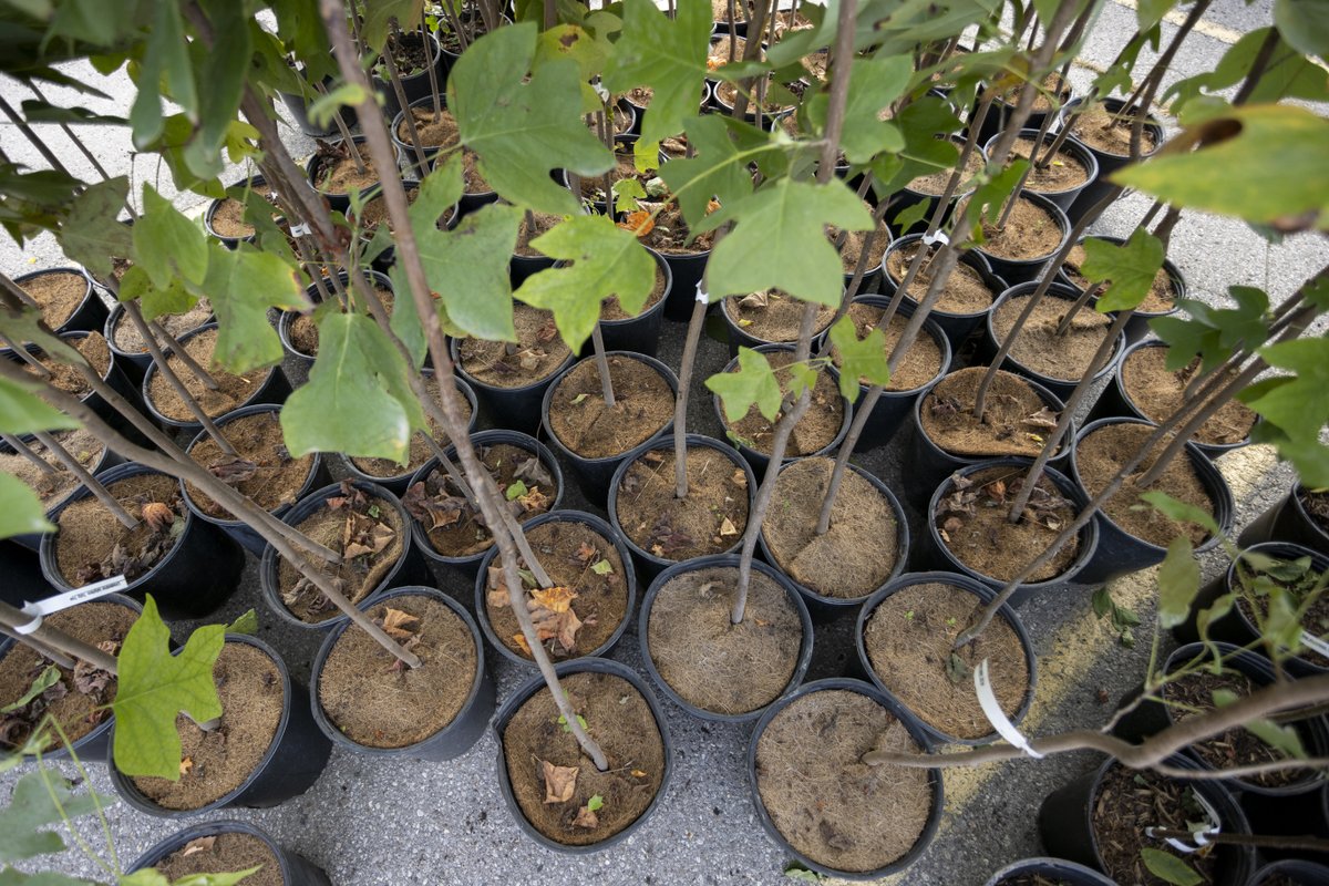 Exciting news, Londoners!🌳Looking to add a touch of green to your property? 🌿 We are piloting a new tree giveaway starting today at the Oxford Street West EnviroDepot at 1450 Oxford Street West. Visit london.ca/living-london/… for all the details. #LdnOnt | #TreePlanting