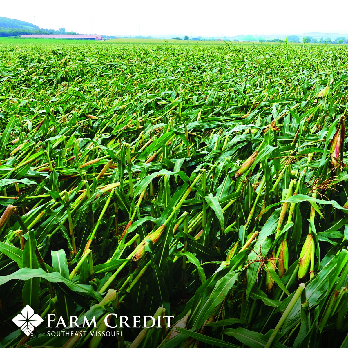 Protect your crops with Farm Credit Southeast Missouri's hail insurance! Don't let unpredictable weather ruin your hard work - we've got you covered! Contact your local branch to see what options work for you!  #CropInsurance #HailDamage #ProtectYourCrops #FarmCredit