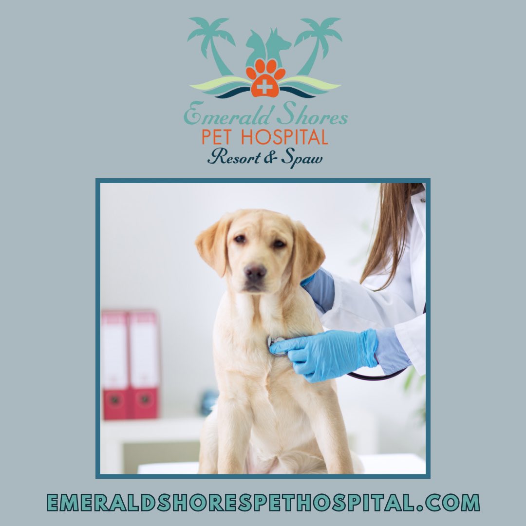 🐾 Prioritize your pet's well-being! 🌿 Schedule their Annual Pet Exam at Emerald Shores Pet Hospital. 🏥✨ Regular check-ups = Happy, healthy pets! 

🐶🐱 Learn more now at emeraldshorespethospital.com. 

#PetHealth #EmeraldShoresPets  #JobsAvailable #NowHiring #Veterinarian